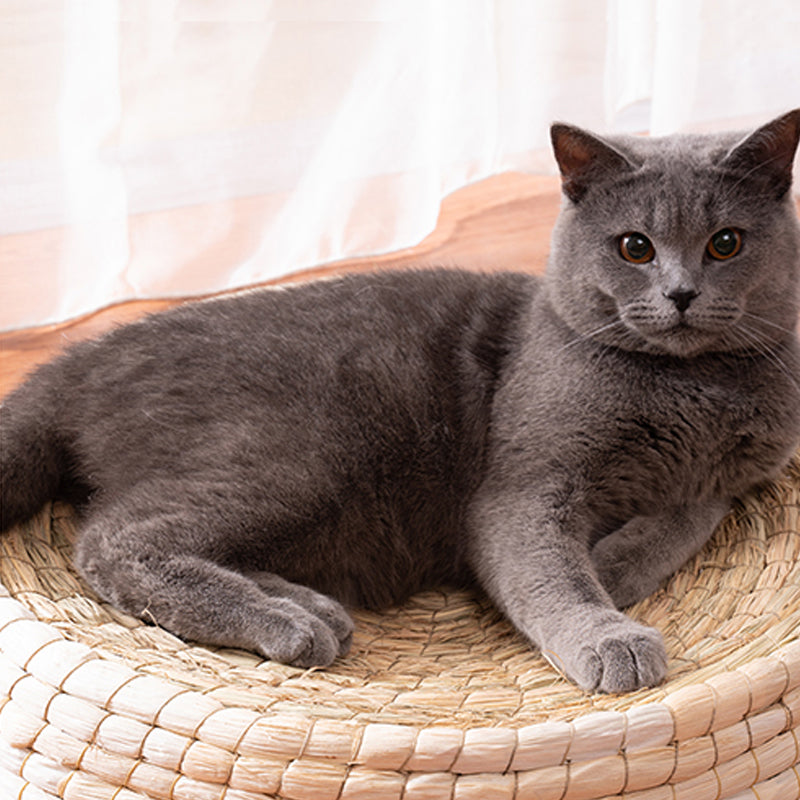 Cat Bed & Scratching Platform